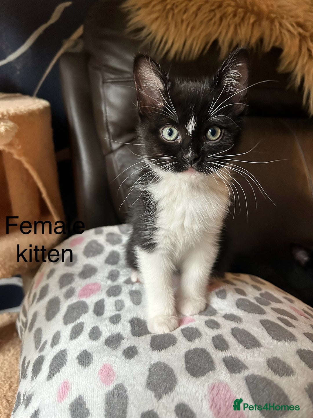 Mixed Breed cats for sale: Ragdoll x breed - Image 18