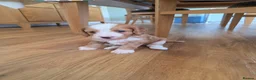 Cockapoo dogs for sale: F1B Toy cockapoo puppies in North East - Advert 17