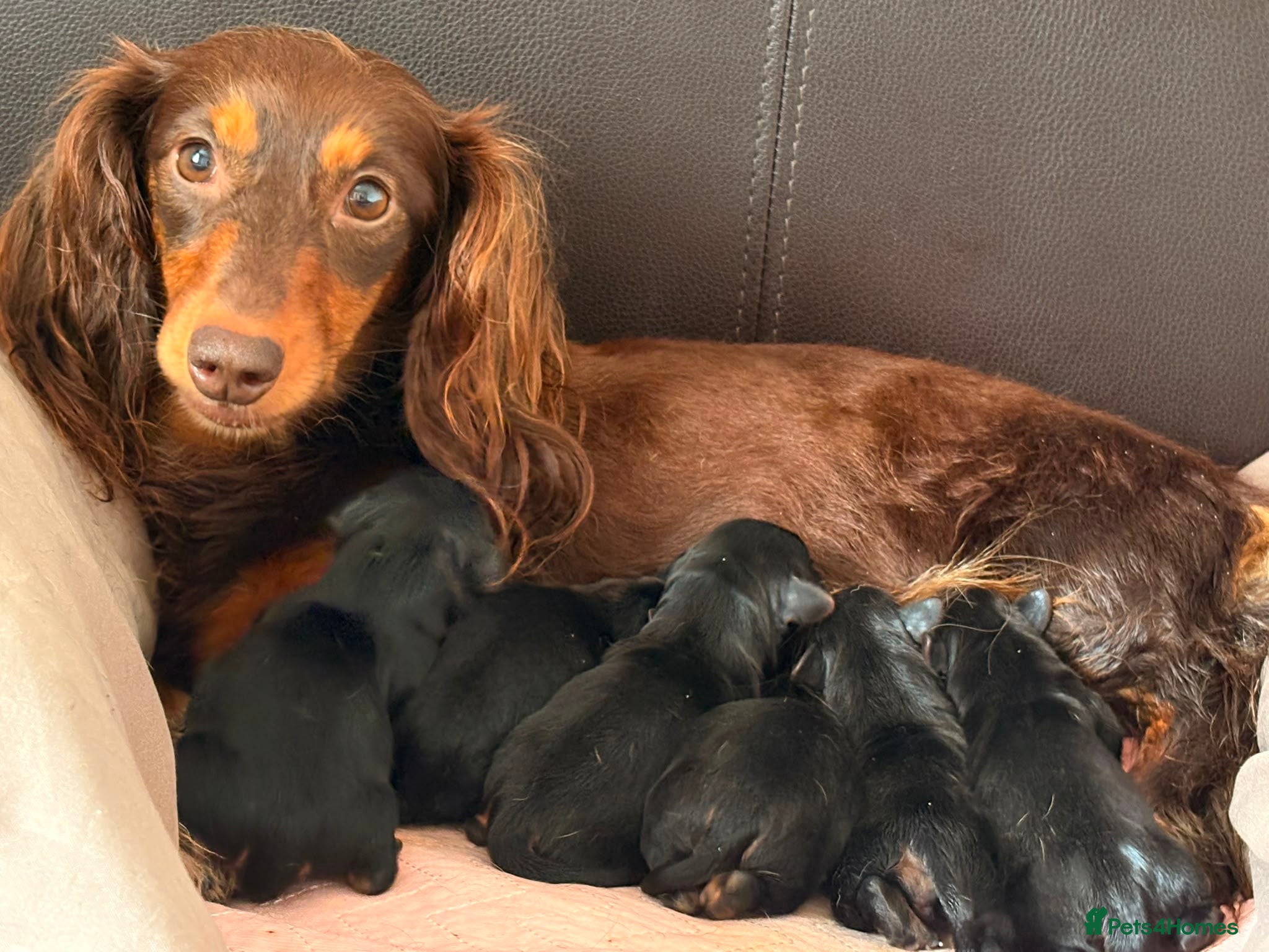 Mixed Breed dogs Dorkie puppies (dachshund X Yorkshire terrier) - Advert 1