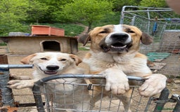 Mixed Breed dogs for adoption: Friendly 7 month old pup needs a home! - Image 7