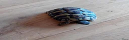 Tortoise reptiles for sale: Year old baby tortoises for sale - Advert 5