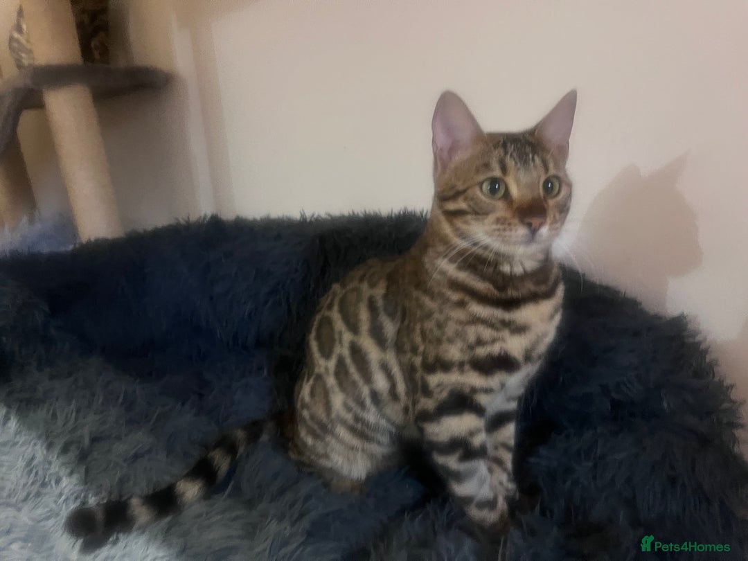 Bengal cats for sale: 2 Beautiful Bengal girls- vet owned  - Image 6