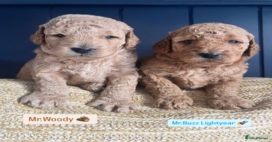 Mini Goldendoodle dogs - Advert 12
