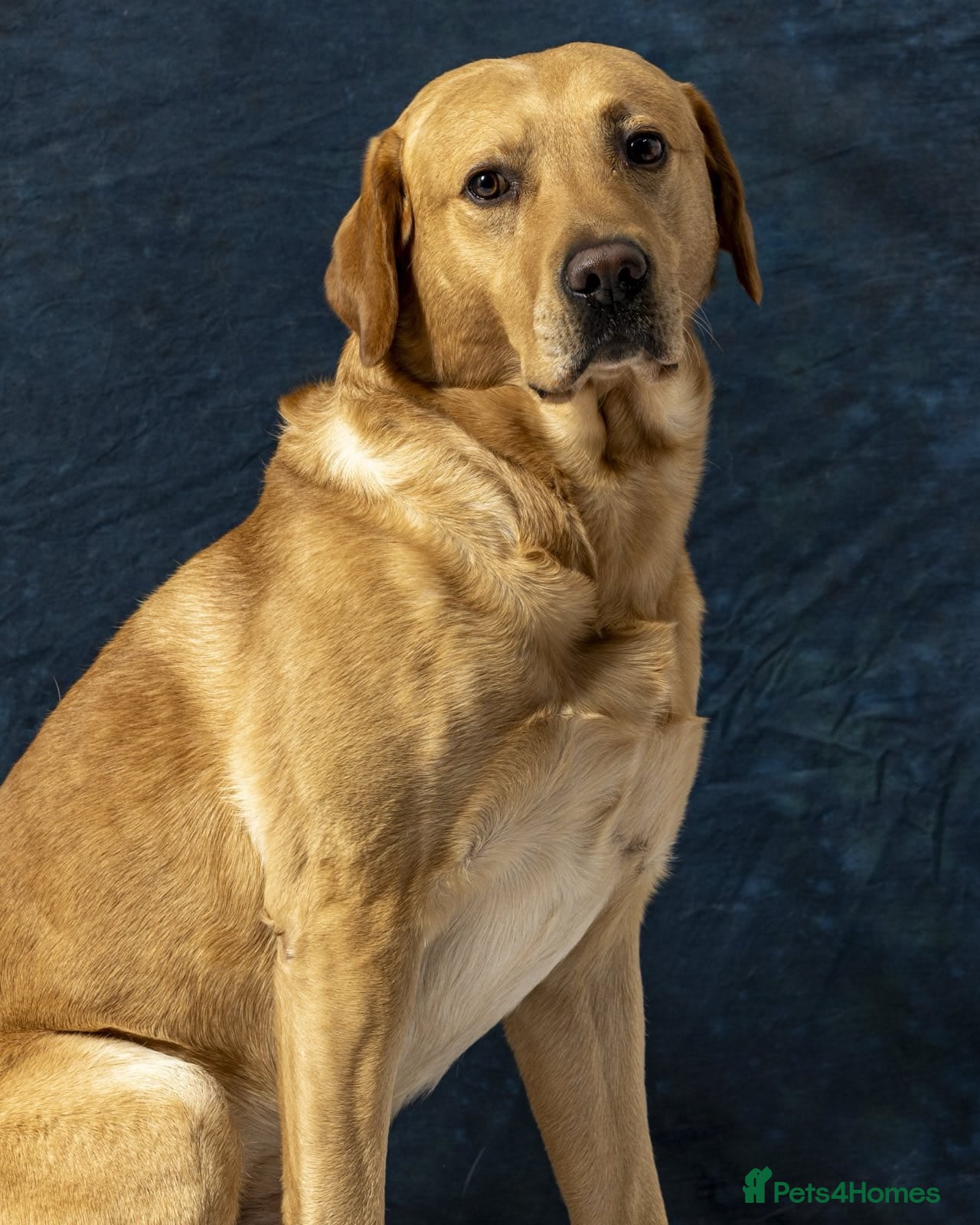 Labrador Retriever dogs Family Labrador to Stud - Advert 7