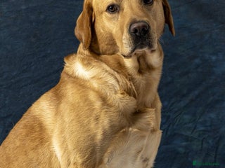 Labrador Retriever dogs Family Labrador to Stud - Advert 1