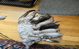 Bengal cats for sale: Outstanding Bengal kittens European Champion sire! - Image 19