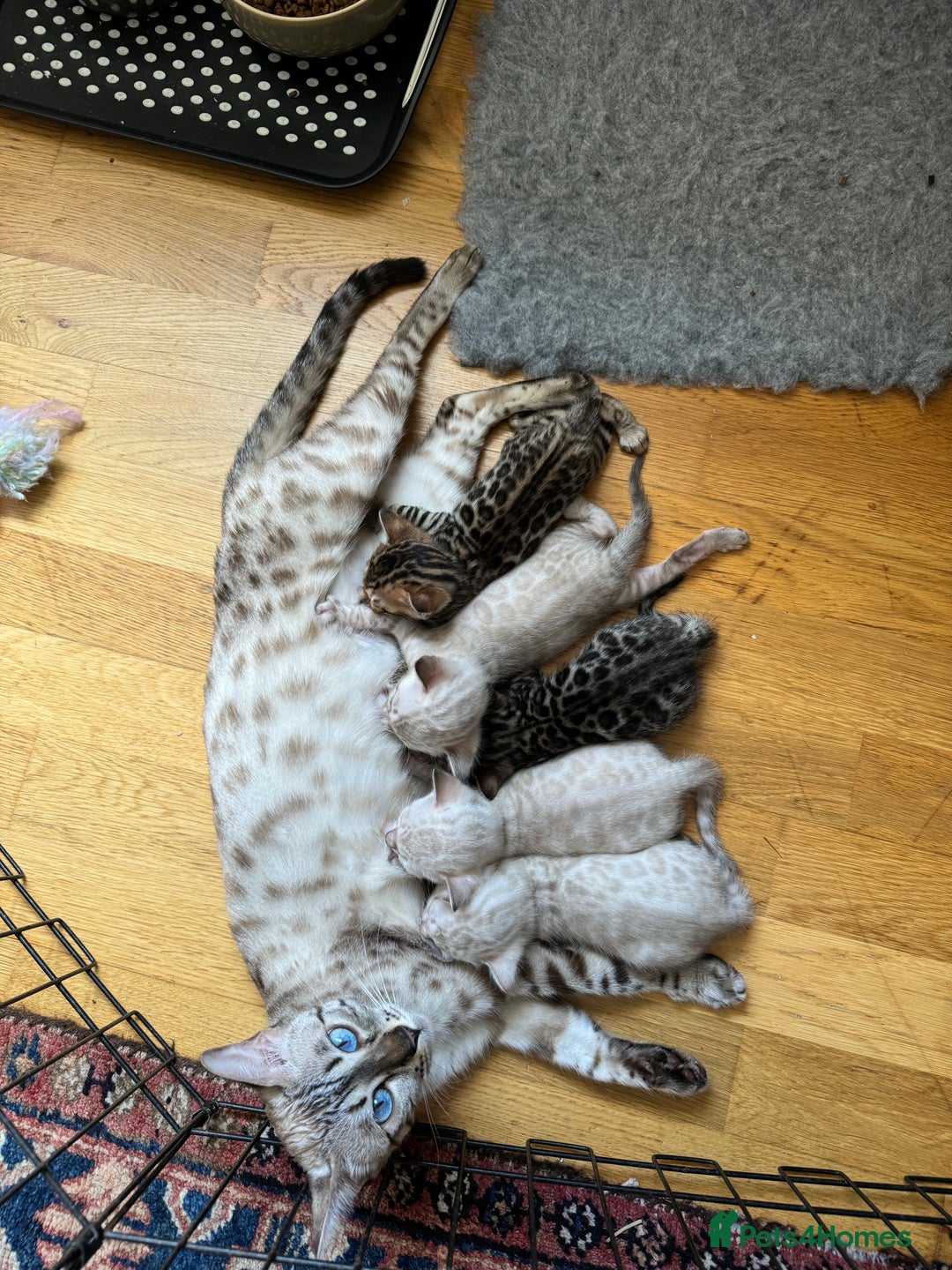 Bengal cats for sale: Outstanding Bengal kittens European Champion sire! - Image 19