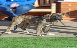 Mixed Breed dogs for adoption: Rosemary - Sweet & Calm - Image 5