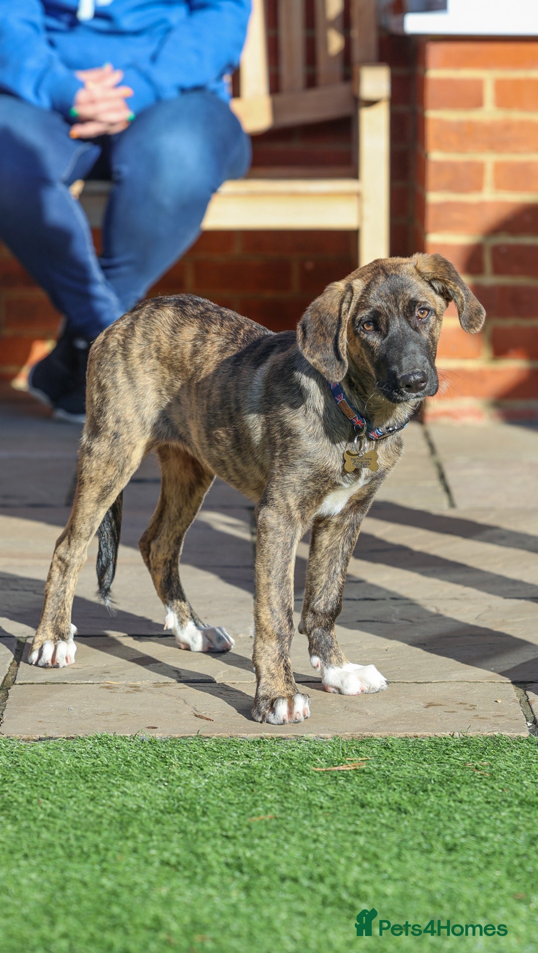 Mixed Breed dogs for adoption: Rosemary - Sweet & Calm - Image 5
