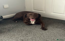 Labrador Retriever dogs for sale: Beautiful 2 year old Labrador girl - Image 2