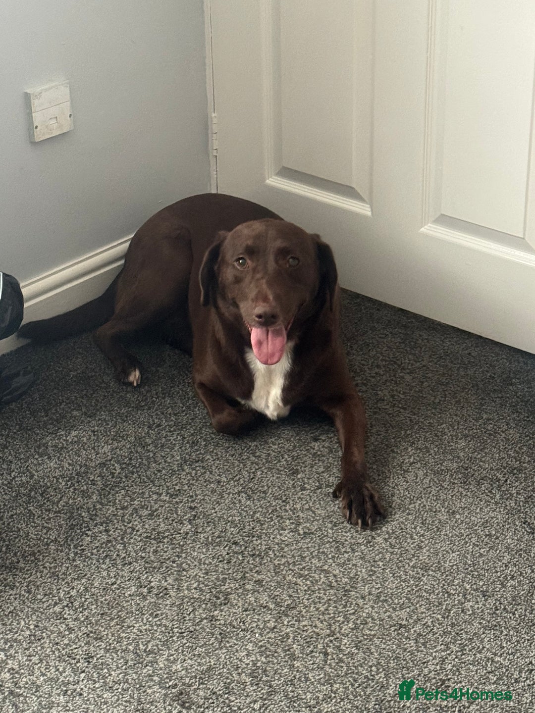 Labrador Retriever dogs for sale: Beautiful 2 year old Labrador girl - Image 2