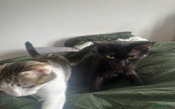 British Shorthair cats for sale: Two cats for sale £50 - Image 1