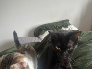 British Shorthair cats - Advert 11