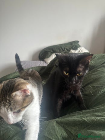 British Shorthair cats - Advert 13