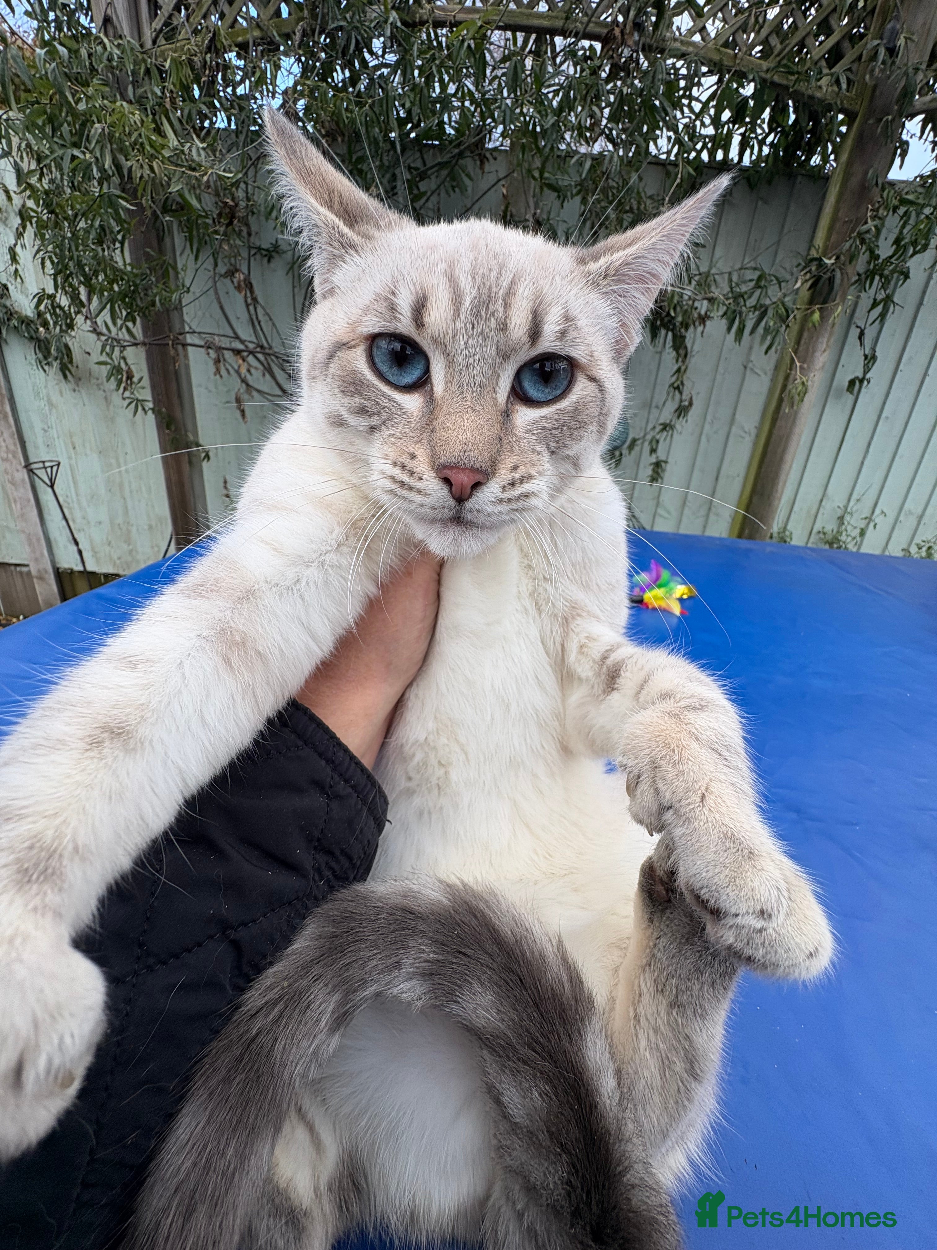 Keetso cats Superb polydactyl girl - Advert 4