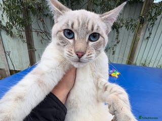 Keetso cats Superb polydactyl girl - Advert 4