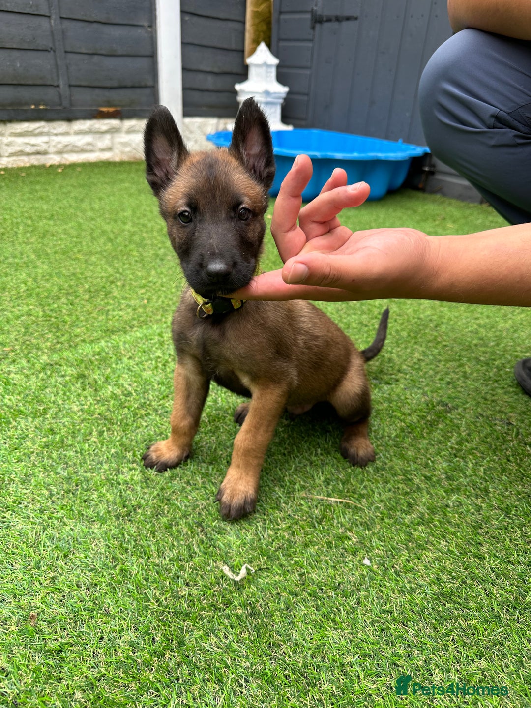 Belgian Shepherd Dog dogs for sale: Belgian malinois puppies from working dog lines  - Image 18