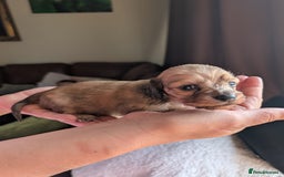 Miniature Dachshund dogs for sale: KC LONGHAIRED MINIATURE DACHSHUNDS  - Image 10