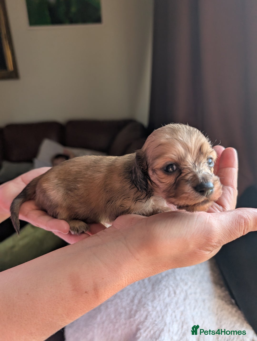 Miniature Dachshund dogs for sale: KC LONGHAIRED MINIATURE DACHSHUNDS  - Image 10