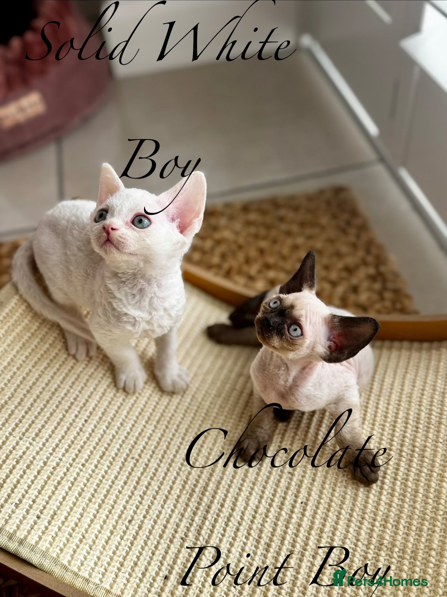 Devon Rex cats Only 2 available Stunning FIFe Devon Rex Kittens - Advert 5