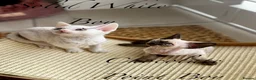 Devon Rex cats for sale: Exceptional FIFe Devon Rex Kittens 2 left only  - Advert 1