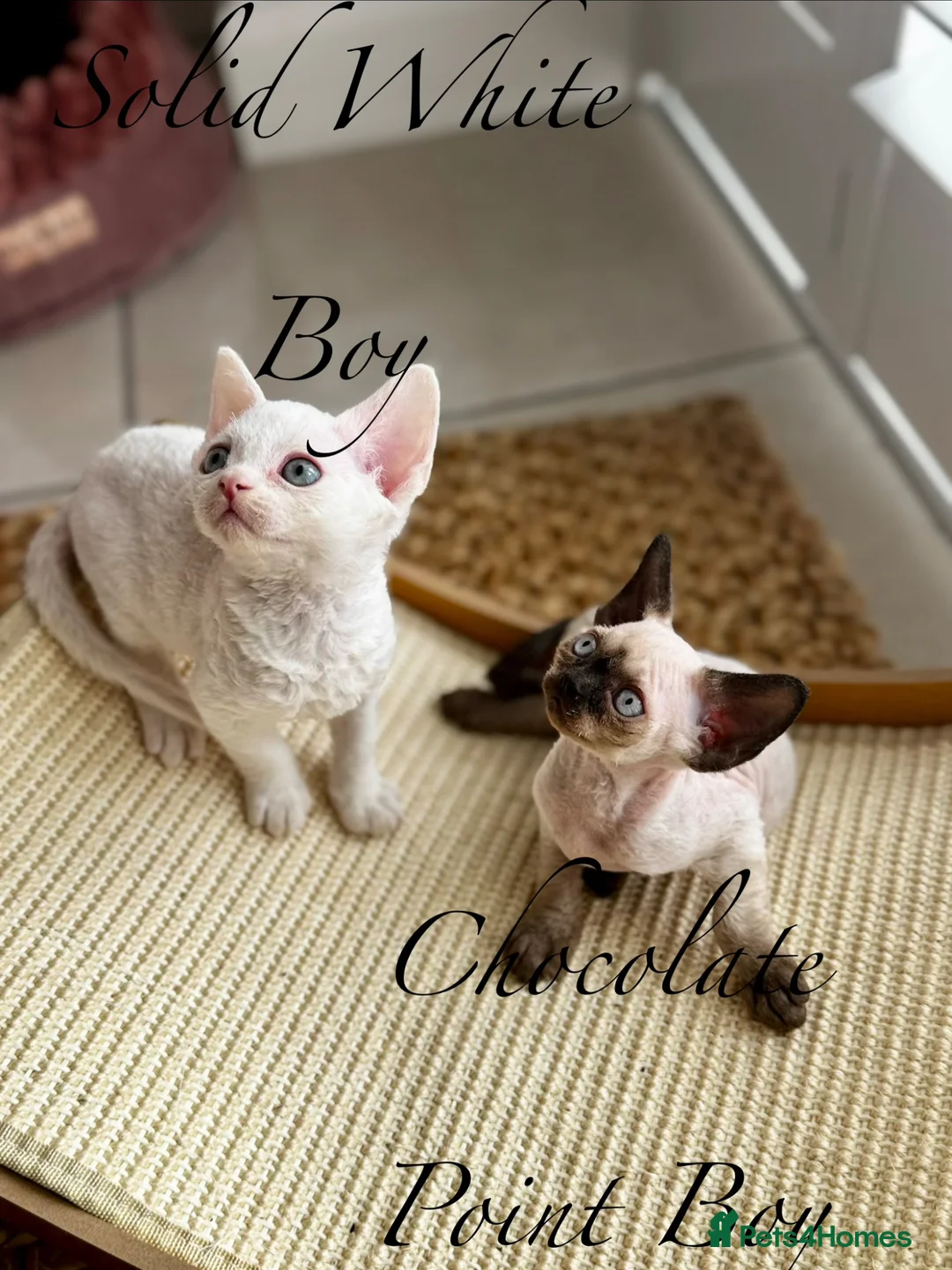 Devon Rex cats for sale: Exceptional FIFe Devon Rex Kittens 2 left only  - Advert 1