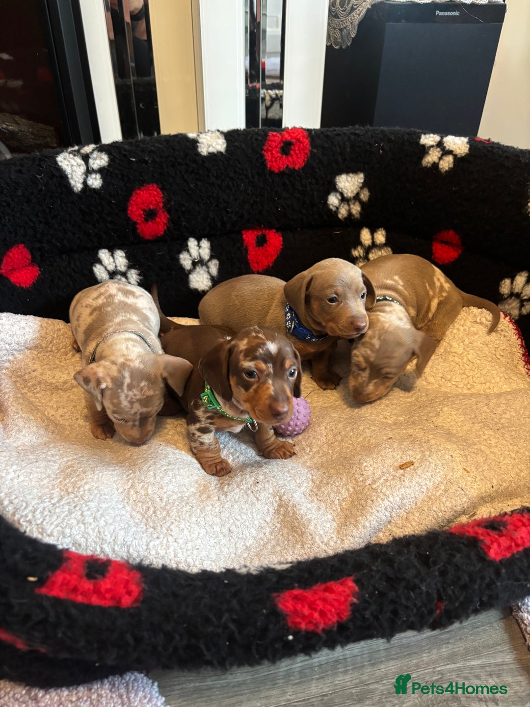Dachshund dogs for sale: Miniature dapple chocolate boy puppies - Image 9