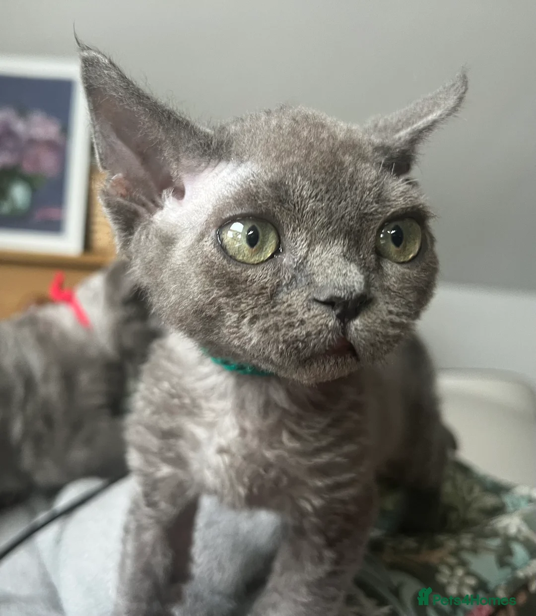 Devon Rex cats for sale: Devon Rex kittens  - Advert 3