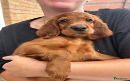 Irish Setter dogs for sale: KC Irish Setter Puppies  - Image 9