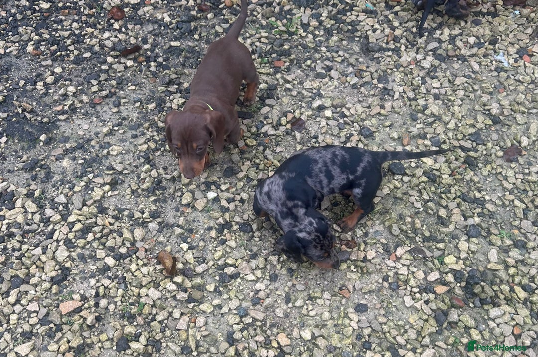 Dachshund dogs for sale: Dachshund puppies for sale - Advert 6