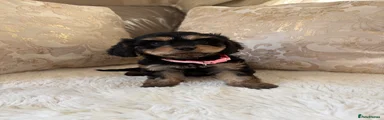 Cavapoo 5