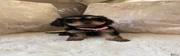 Cavapoo dogs for sale: 5 Gorgeous F1 Cavapoo puppies - Advert 5