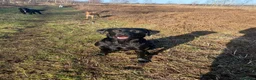 Labrador Retriever dogs for stud: Fin - BLACKTHORN - Advert 5