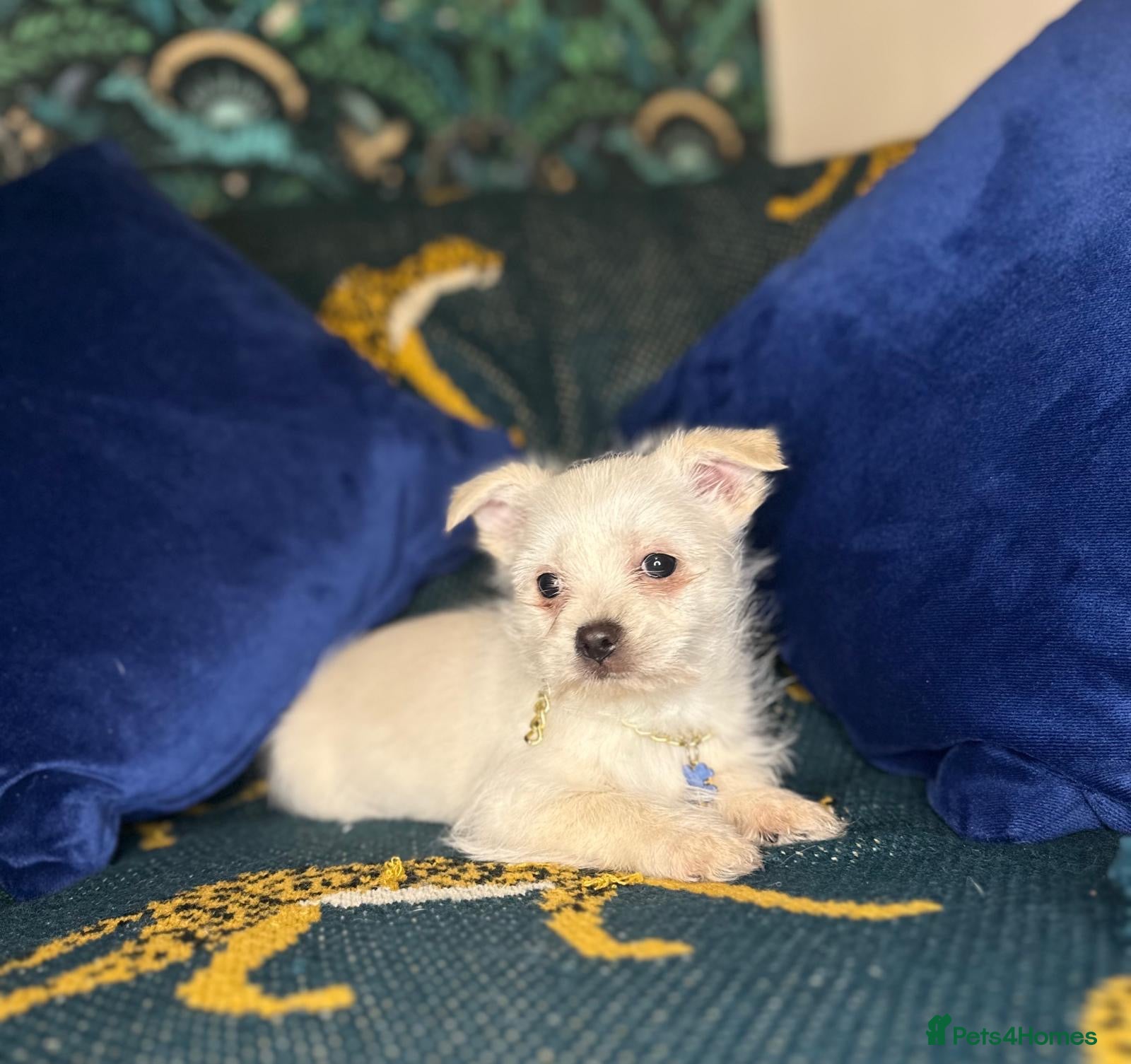 Jack Russell dogs Mini jack Russell / terrier babies, last girls  - Advert 12