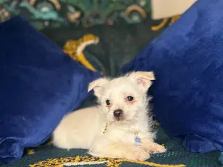 Jack Russell dogs Mini jack Russell / terrier babies, last girls - Advert 10