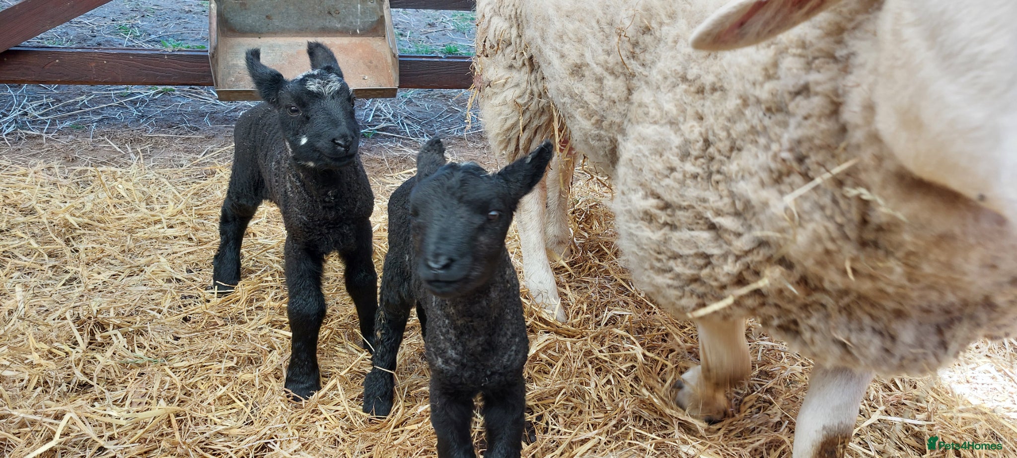 Sheep livestock Texal Cross  - Advert 2