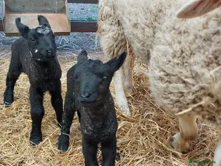 Sheep livestock Texal Cross - Advert 2