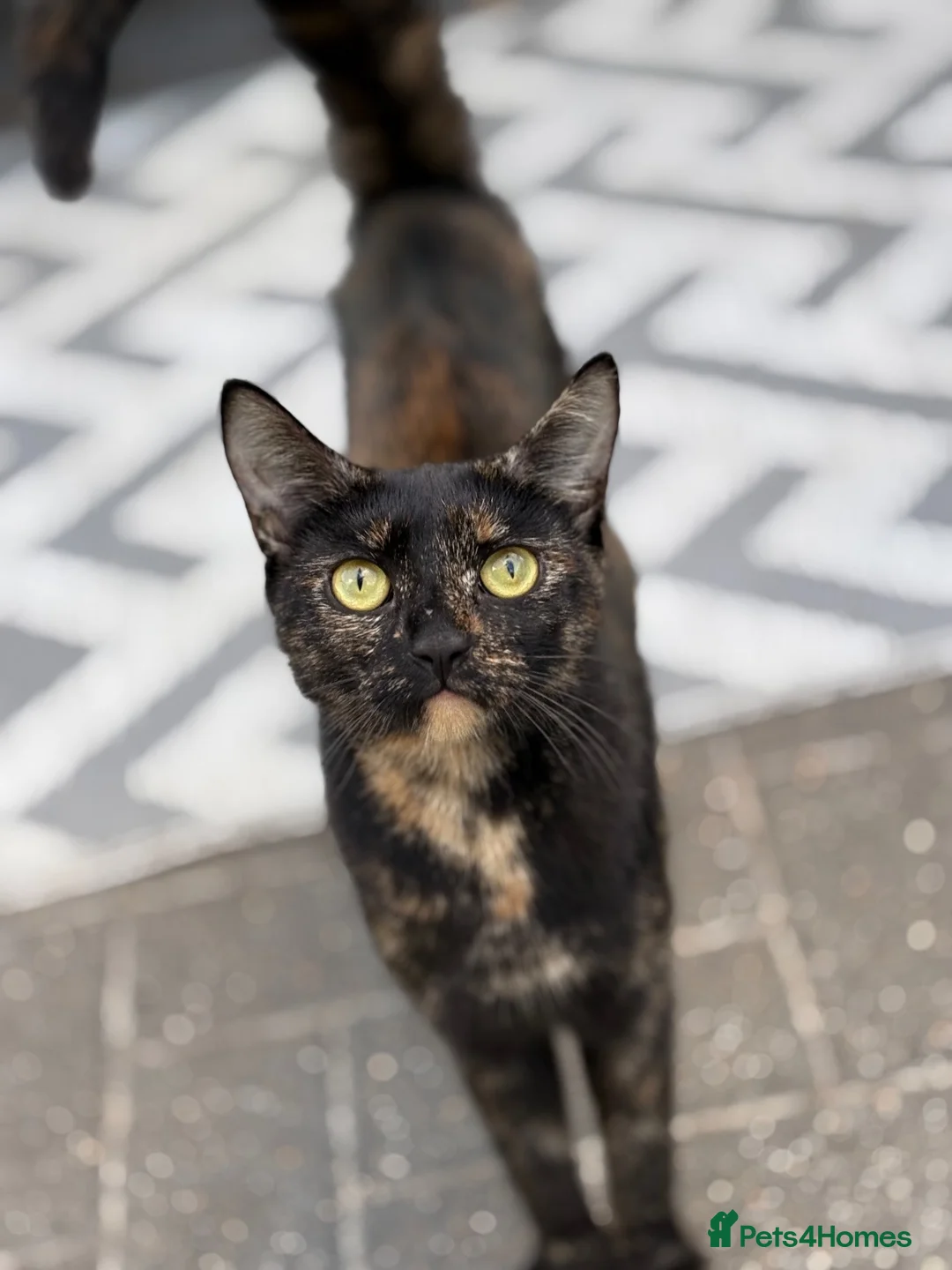 Mixed Breed cats for sale: Cat & Kittens Adoption ☺️ - Advert 2