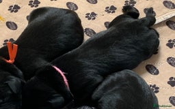 Labrador Retriever dogs for sale: KC registered black Labrador puppies - Image 7