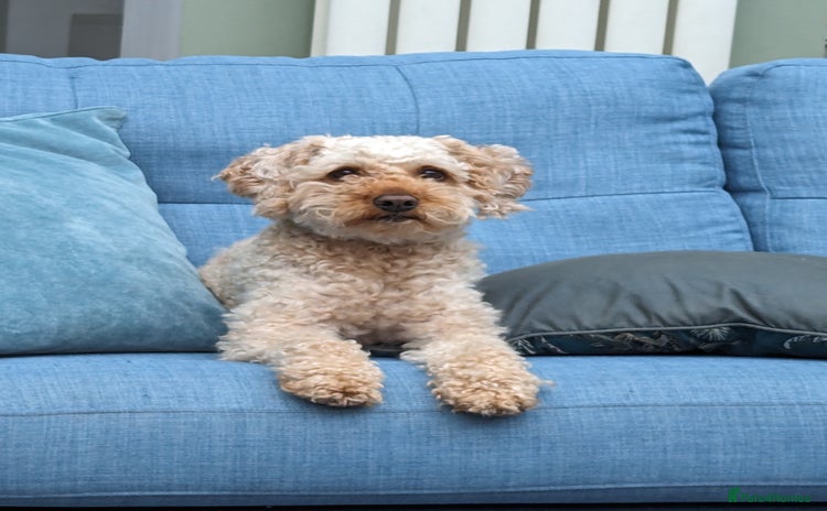 Cockapoo dogs - Advert 1