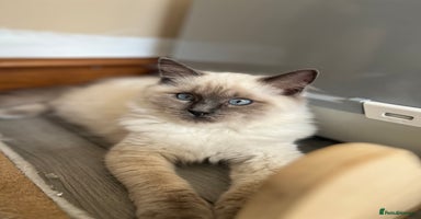 Ragdoll cats - Advert 16