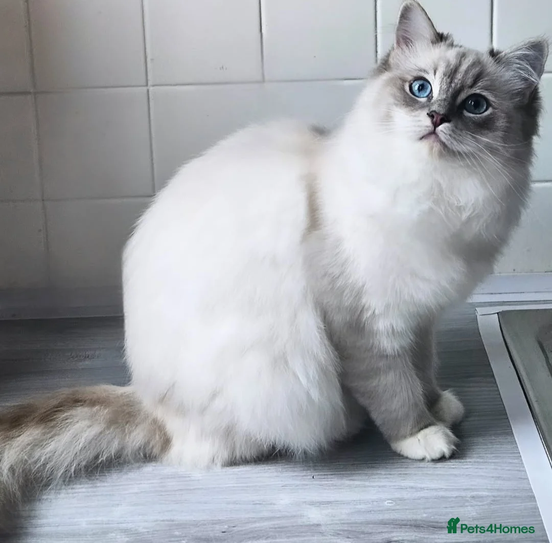 Ragdoll cats for sale: Tica active blue tabby ragdoll - Advert 7