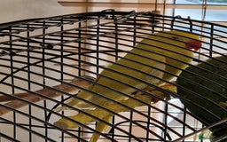 Parakeets birds for sale: Indian Female RingNeck Parakeet - Image 1
