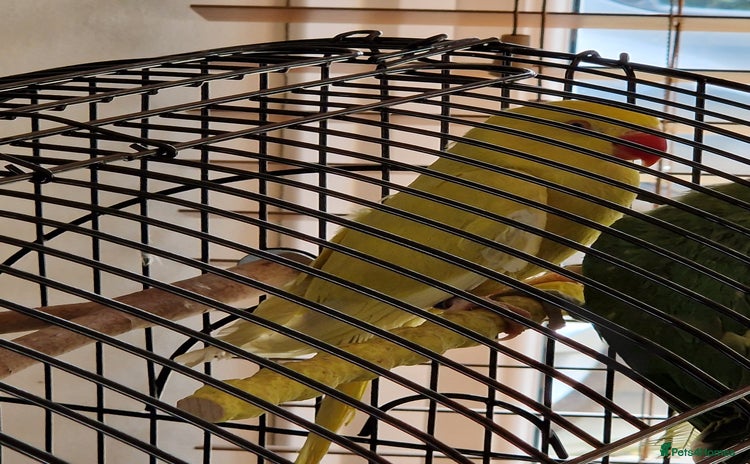 Parakeets birds - Advert 1