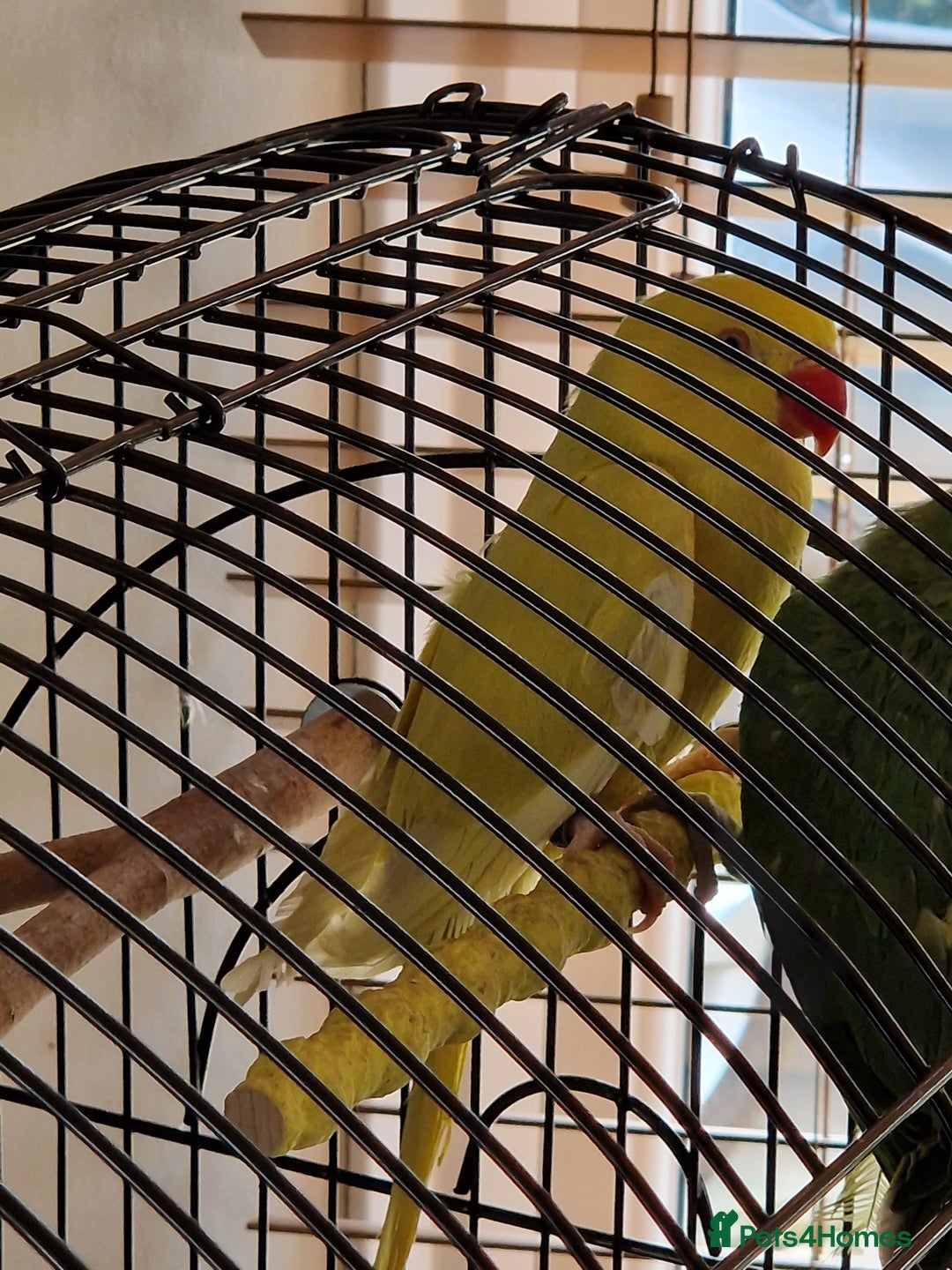 Parakeets birds for sale: Indian Female RingNeck Parakeet - Image 1