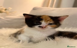 Mixed Breed cats for sale: Gorgeous kittens for sale  - Image 10