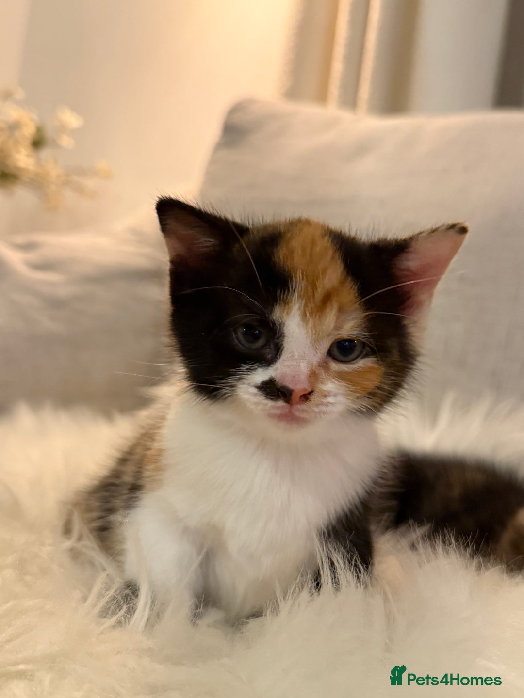 Mixed Breed cats for sale: Gorgeous kittens for sale  - Image 10