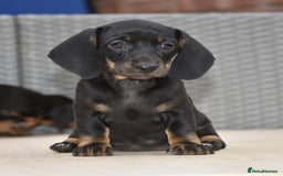 Dachshund dogs for sale: Stunning dachshund puppies  - Image 6