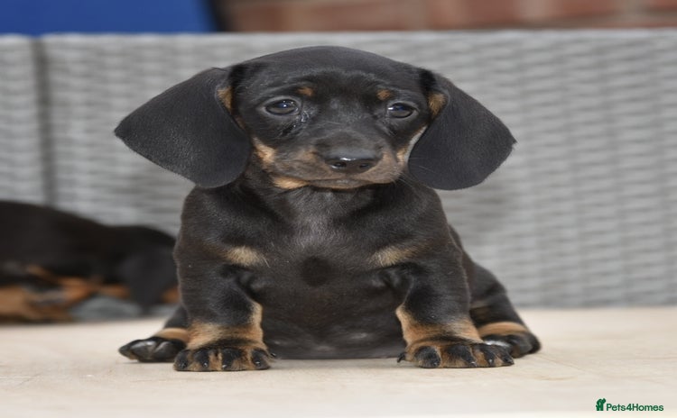 Dachshund dogs - Advert 1