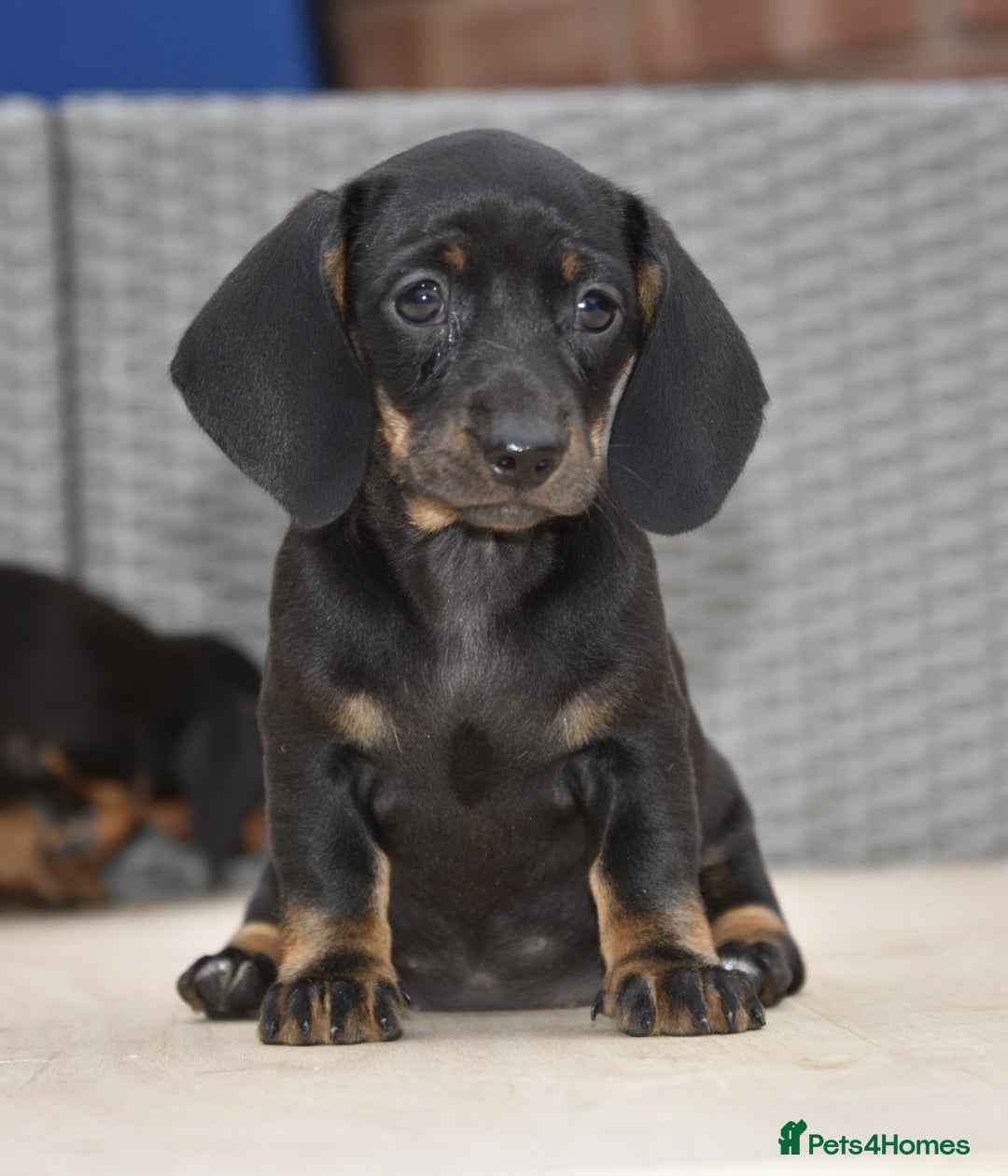 Dachshund dogs for sale: Stunning dachshund puppies  - Image 6